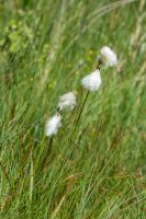 Photo Linaigrette  feuilles troites
