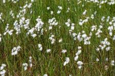 Photo Linaigrette  feuilles troites