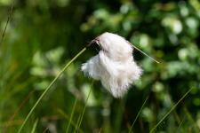 Photo Linaigrette  feuilles troites