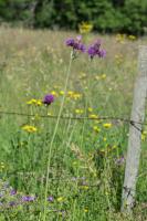 Photo Cirse des ruisseaux