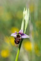 Photo Ophrys bcasse
