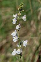 Photo Linaire strie (Linaire  fleurs stries) (Linaire rampante)