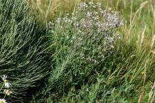 Photo Linaire strie (Linaire  fleurs stries) (Linaire rampante)