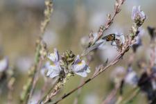 Photo Linaire strie (Linaire  fleurs stries) (Linaire rampante)
