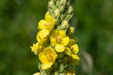 Photo Molne bouillon blanc (Herbe de saint Fiacre) (Bouillon blanc)