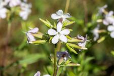 Photo Saponaire officinale