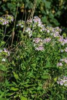 Photo Saponaire officinale