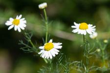 Photo Matricaire inodore (Camomille inodore) (Matricaire perfore)