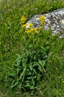 Photo Solidage verge dor (Verge dor)