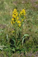 Solidage verge dor (Verge dor)