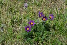 Photo Anmone pulsatille tardive (Pulsatille rouge tardive)