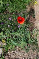 Photo Coquelicot