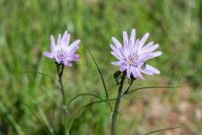 Podospermum purpureum (Scorzonera purpurea)