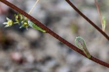 Photo Saxifrage panicule (Saxifrage aizoon) (Saxifrage en panicules)