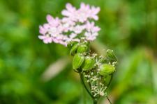 Photo Berce  feuilles de Sium