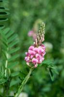 Onobrychis viciifolia (Onobrychis viciifolia subsp. viciifolia)