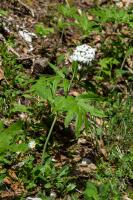 Cardamine  sept folioles (Dentaire penne)