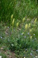 Photo Rsda jaune (resda batard) (Rsda sauvage)