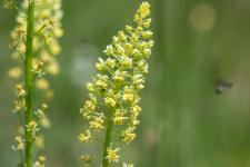Photo Rsda jaune (resda batard) (Rsda sauvage)