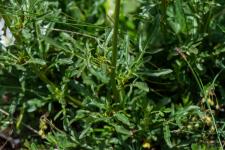 Photo Rsda jaune (resda batard) (Rsda sauvage)