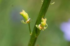 Photo Rsda jaune (resda batard) (Rsda sauvage)