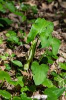 Photo Arum tachet (Gouet tachet)