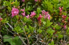 Photo Rhododendron cili (Rhododendron hirsute) (Rhododendron poilu)