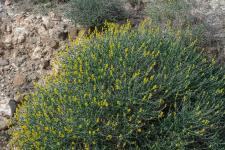 Photo Anthyllide faux cytise (Anthyllis faux cytise)