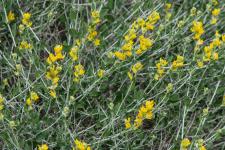 Photo Anthyllide faux cytise (Anthyllis faux cytise)