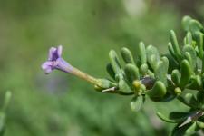 Photo Lycium imbriqu