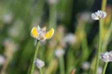 Photo Gent en ombelle
