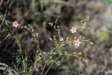 Photo Rhodalsine genouille
