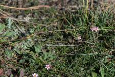 Photo Rhodalsine genouille
