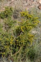 Photo Ajonc  petites fleurs (Ajonc de Provence)