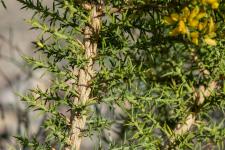 Photo Ajonc  petites fleurs (Ajonc de Provence)