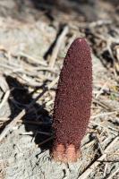 Photo Cynomorium carlate (ponge de Malte)