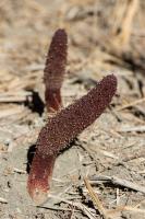 Photo Cynomorium carlate (ponge de Malte)