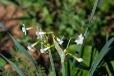 Photo Narcisse  feuilles vrilles
