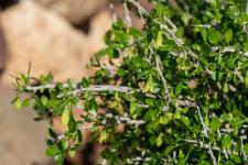 Photo Belladone dEspagne (Withanie frutescente)