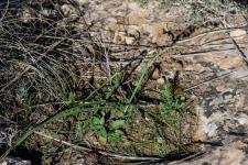 Photo Dipcadi tardif