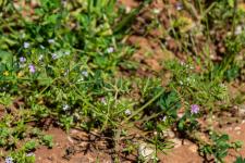 Photo Granium dcoup (Granium  feuilles dcoupes)