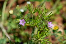 Photo Granium dcoup (Granium  feuilles dcoupes)