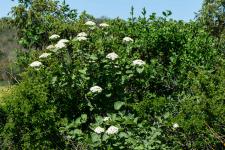 Photo Viorne lantane (Viorne mancienne) (Lantane)