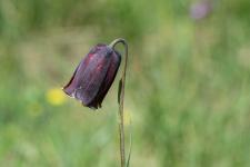 Photo Fritillaire des Pyrnes