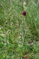 Photo Fritillaire des Pyrnes