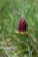 Photo Fritillaire des Pyrnes