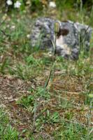 Photo Fritillaire des Pyrnes