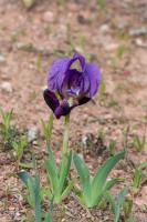 Photo Iris nain (Iris des garrigues) (Iris jauntre)