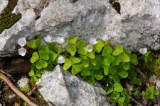 Photo Oxalis petite Oseille (Oxalide petite Oseille) (Oseille des bois) (Pain de coucou)