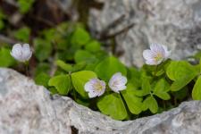 Photo Oxalis petite Oseille (Oxalide petite Oseille) (Oseille des bois) (Pain de coucou)